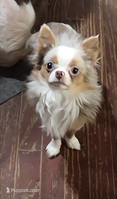 Chip – Chihuahua puppy for sale in Townville, SC