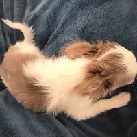 Calvin - ready now, a male Chihuahua for sale in Townville, SC – Photo 8 of 10