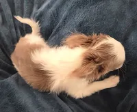 processed/8c581eb3-63f3-435e-9663-a8024d27fbc5/listing/a37489c7-da75-40c4-8634-200e87651682/09becc83-66f6-49e2-a9a7-e3274489d069