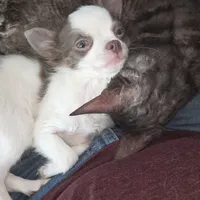 Calvin - ready now, a male Chihuahua for sale in Townville, SC – Photo 10 of 10