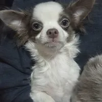 Calvin - ready now, a male Chihuahua for sale in Townville, SC – Photo 1 of 10