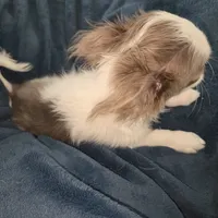 Calvin - ready now, a male Chihuahua for sale in Townville, SC – Photo 9 of 10