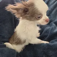 Calvin - ready now, a male Chihuahua for sale in Townville, SC – Photo 4 of 10