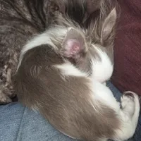 Calvin - ready now, a male Chihuahua for sale in Townville, SC – Photo 3 of 10