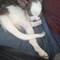 Calvin - ready now, a male Chihuahua for sale in Townville, SC – Photo 6 of 10