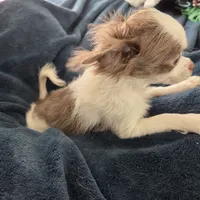 Calvin - ready now, a male Chihuahua for sale in Townville, SC – Photo 7 of 10