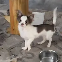 Calvin - ready now, a male Chihuahua for sale in Townville, SC – Photo 2 of 10