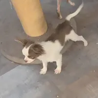 Calvin - ready now, a male Chihuahua for sale in Townville, SC – Photo 5 of 10