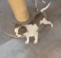 processed/8c581eb3-63f3-435e-9663-a8024d27fbc5/listing/a37489c7-da75-40c4-8634-200e87651682/e52c05f8-2454-455f-b1c2-cb7f9c6ab375