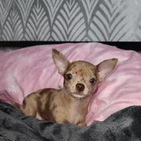 Janice Ready Now, a female Chihuahua for sale in Townville, SC – Photo 2 of 5