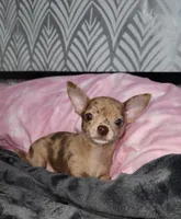 Janice Ready Now, a female Chihuahua for sale in Townville, SC – Photo 2 of 5