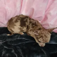 Janice Ready Now, a female Chihuahua for sale in Townville, SC – Photo 5 of 5