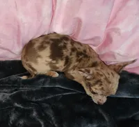 Janice Ready Now, a female Chihuahua for sale in Townville, SC – Photo 5 of 5