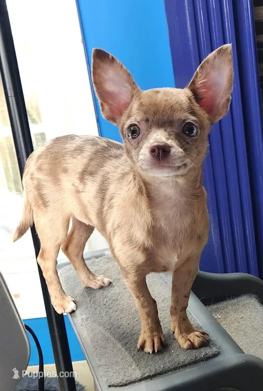 Janice Ready Now, a female Chihuahua for sale in Townville, SC – Photo 1 of 5