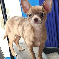 Janice Ready Now, a female Chihuahua for sale in Townville, SC – Photo 1 of 5