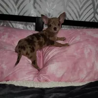Janice Ready Now, a female Chihuahua for sale in Townville, SC – Photo 3 of 5