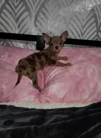 Janice Ready Now, a female Chihuahua for sale in Townville, SC – Photo 3 of 5