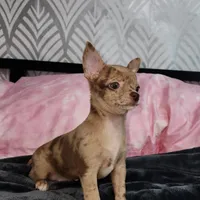 Janice Ready Now, a female Chihuahua for sale in Townville, SC – Photo 4 of 5