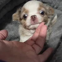 Chip, a male Chihuahua for sale in Townville, SC – Photo 2 of 7