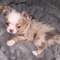 Chip, a male Chihuahua for sale in Townville, SC – Photo 4 of 7