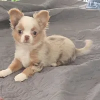 Chip, a male Chihuahua for sale in Townville, SC – Photo 1 of 7