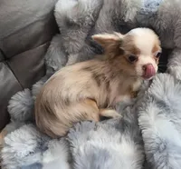 Chip, a male Chihuahua for sale in Townville, SC – Photo 7 of 7