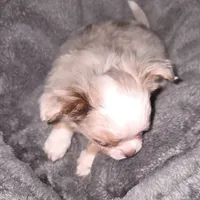 Chip, a male Chihuahua for sale in Townville, SC – Photo 3 of 7