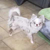 Chip, a male Chihuahua for sale in Townville, SC – Photo 5 of 7