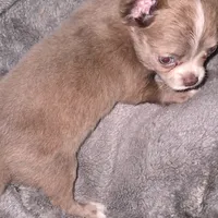 Lance, a male Chihuahua for sale in Townville, SC – Photo 6 of 9