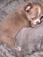 Lance, a male Chihuahua for sale in Townville, SC – Photo 6 of 9