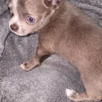 Lance, a male Chihuahua for sale in Townville, SC – Photo 7 of 9