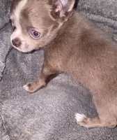 Lance, a male Chihuahua for sale in Townville, SC – Photo 7 of 9