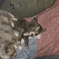 Lance, a male Chihuahua for sale in Townville, SC – Photo 5 of 9