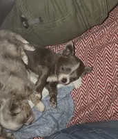 Lance, a male Chihuahua for sale in Townville, SC – Photo 5 of 9