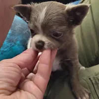 Lance, a male Chihuahua for sale in Townville, SC – Photo 4 of 9