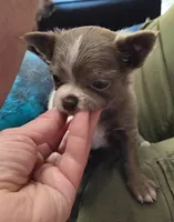 Lance, a male Chihuahua for sale in Townville, SC – Photo 3 of 9