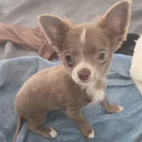 Lance, a male Chihuahua for sale in Townville, SC – Photo 1 of 9