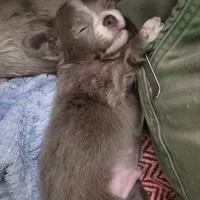 Lance, a male Chihuahua for sale in Townville, SC – Photo 3 of 9