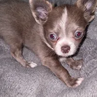 Lance, a male Chihuahua for sale in Townville, SC – Photo 2 of 9