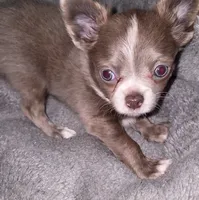 Lance, a male Chihuahua for sale in Townville, SC – Photo 2 of 9