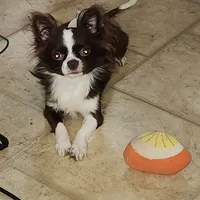 Lance, a male Chihuahua for sale in Townville, SC – Photo 8 of 9