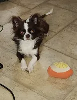 Lance, a male Chihuahua for sale in Townville, SC – Photo 8 of 9