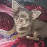 Max, a male Chihuahua for sale in Townville, SC – Photo 3 of 6