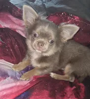 Max, a male Chihuahua for sale in Townville, SC – Photo 3 of 6