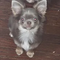 Max, a male Chihuahua for sale in Townville, SC – Photo 1 of 6