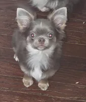 Max, a male Chihuahua for sale in Townville, SC – Photo 1 of 6