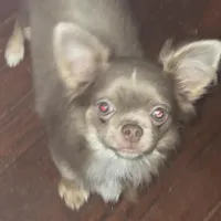 Max, a male Chihuahua for sale in Townville, SC – Photo 2 of 6