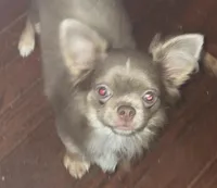 Max, a male Chihuahua for sale in Townville, SC – Photo 2 of 6