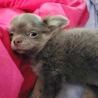 Max, a male Chihuahua for sale in Townville, SC – Photo 5 of 6