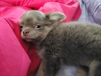 Max, a male Chihuahua for sale in Townville, SC – Photo 5 of 6